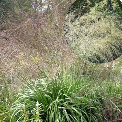 Molinia arundinacea 'Windsäule' - Roog-sinihelmikas 'Windsäule' P9/0,55L 